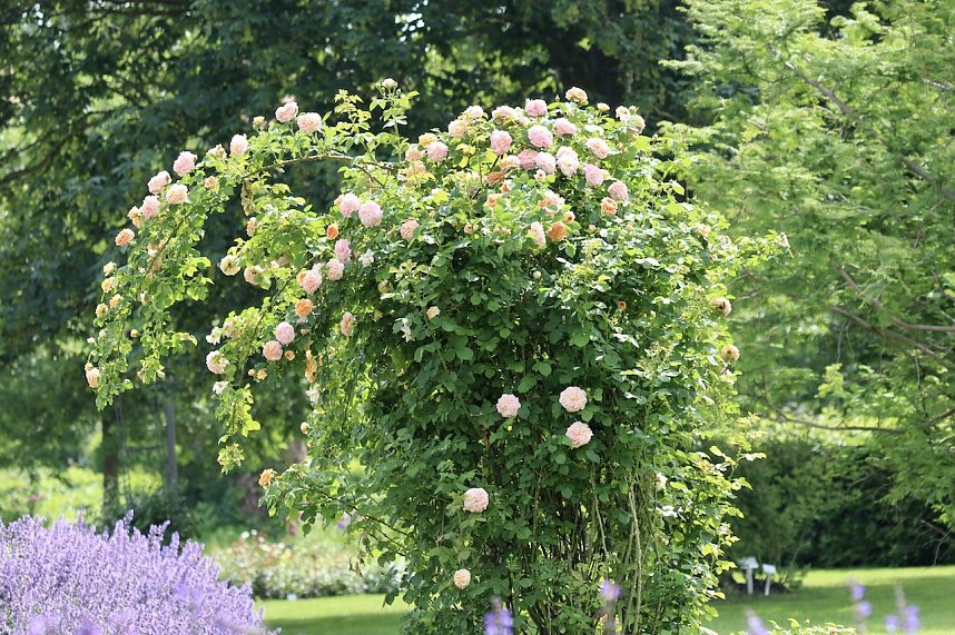 Florale Impressionen aus Bad Langensalza 