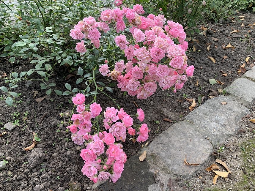 Florale Impressionen aus Bad Langensalza 