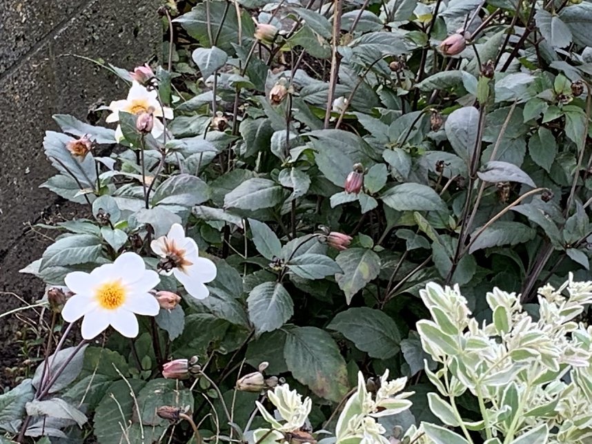 Florale Impressionen aus Bad Langensalza 