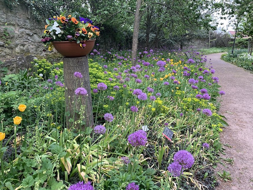 Florale Impressionen aus Bad Langensalza 