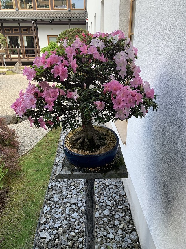 Florale Impressionen aus Bad Langensalza 