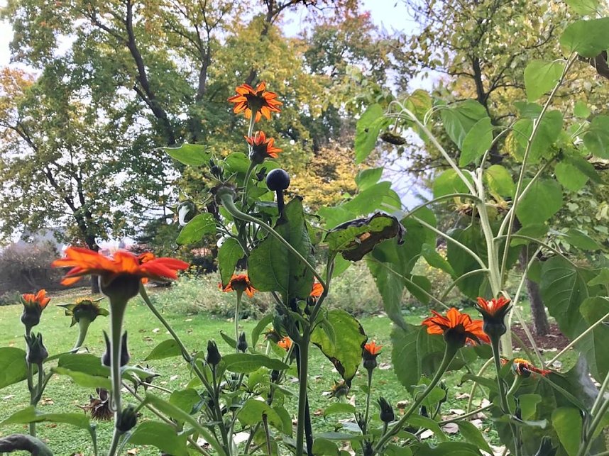Florale Impressionen aus Bad Langensalza 