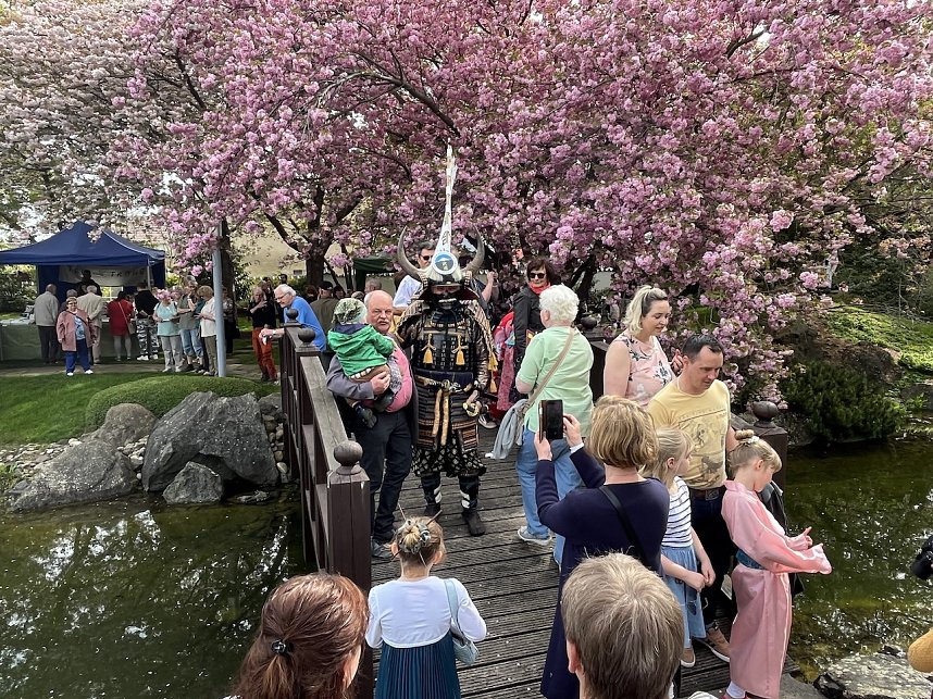 Hanami im Japanischen Garten Bad Langensalza