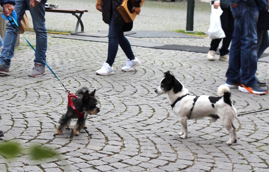 Gr&uuml;nes innenstadtfest in Bad Langensalza 