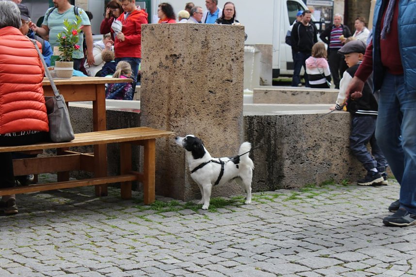 Gr&uuml;nes innenstadtfest in Bad Langensalza 
