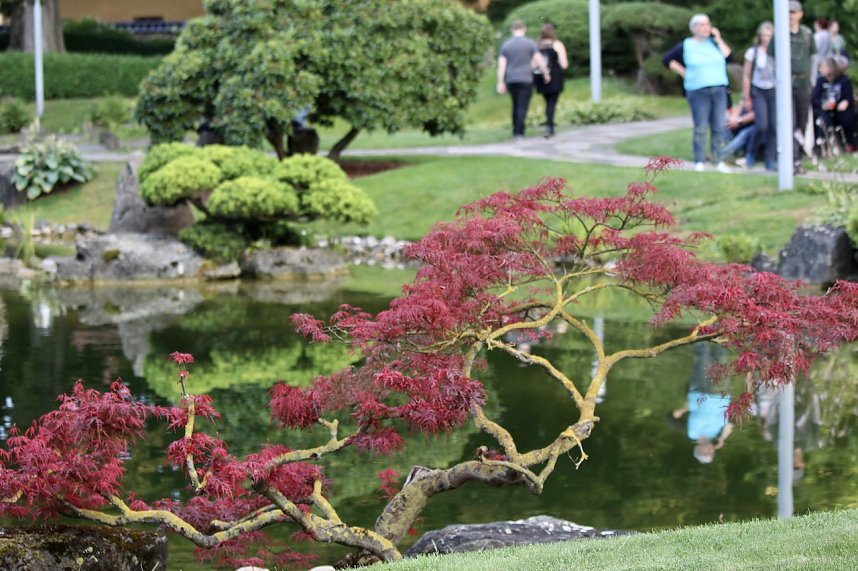 TANABATA im Japanischen Garten in Bad Langensalza