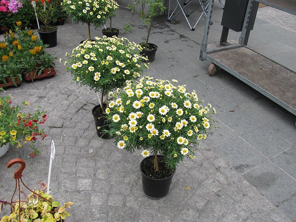 Blumen und mehr