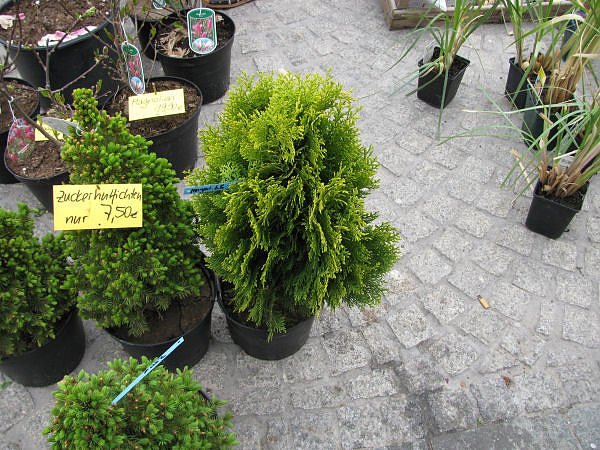 Blumen und mehr