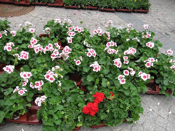 Blumen und mehr
