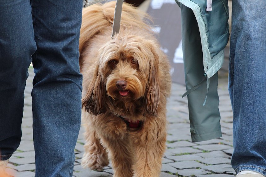Buntes Sommerfest in Bad Langensalza - Vielfalt verbindet