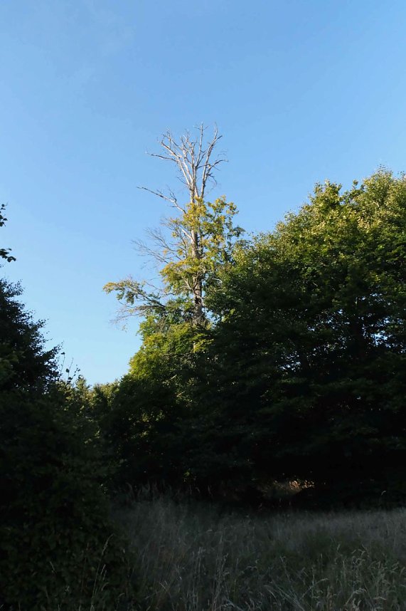 Peter Blei beim Waldspaziergang