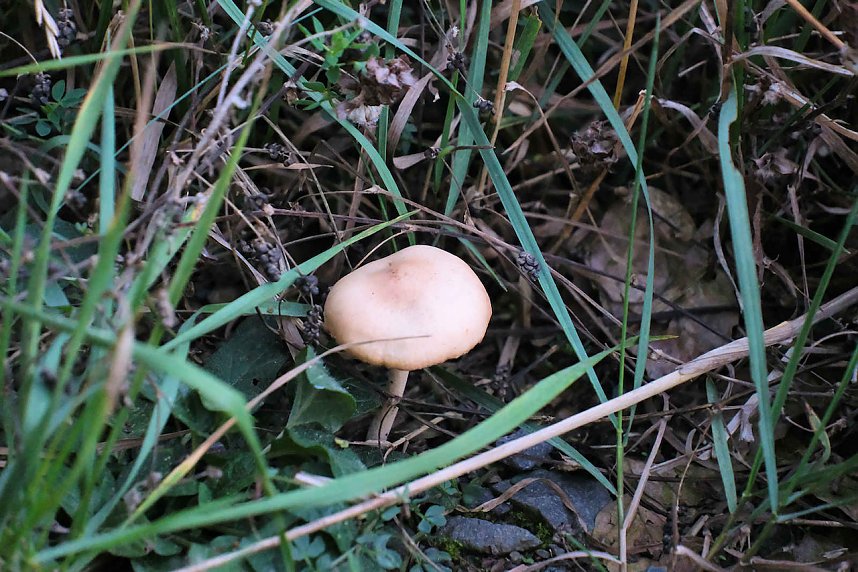 Peter Blei beim Waldspaziergang