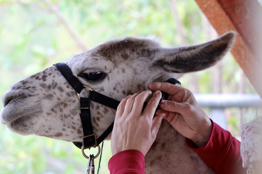 Unterwegs mit den Unstrut Lamas aus Herbsleben