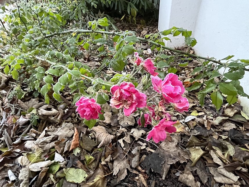 Pfefferkuchenmarkt am 1. Advent in Bad Langensalza