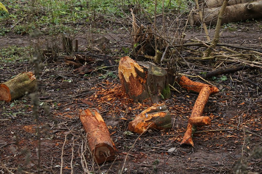 Biberbau-Drainage in der Salza