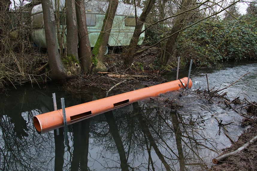 Biberbau-Drainage in der Salza