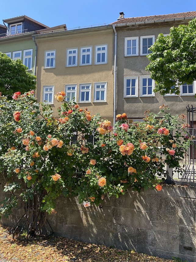 Das Jahr 2024 in Bad Langensalza - Rosenpracht am T&ouml;pfermarkt