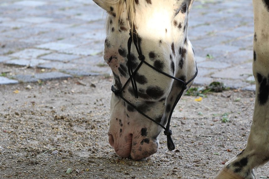 Das Jahr 2024 in Bad Langensalza - Appaloosa Wallach (Showpferd) beim Mittelalterfest