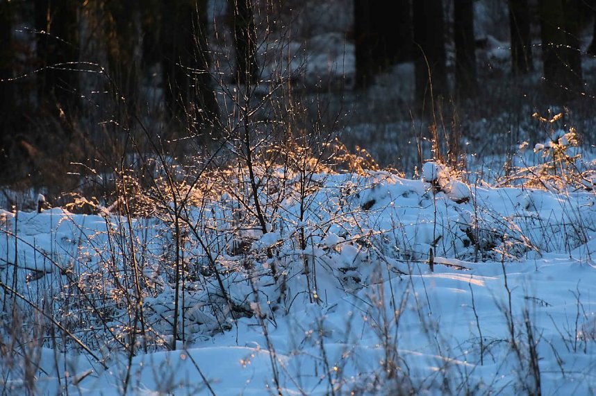Winterlicher Harzausflug mit Kamera