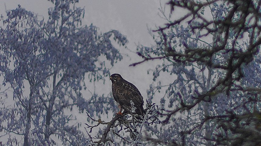 Winter in der Goldenen Aue