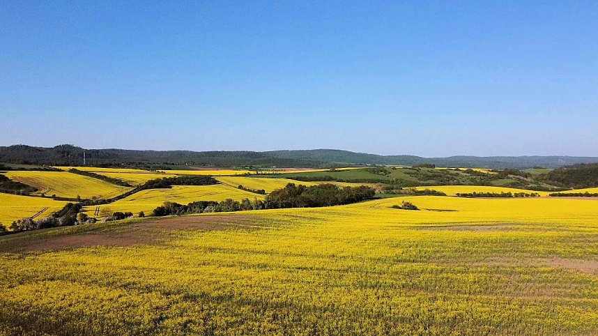 Gelbe Fr&uuml;hlingsstimmung
