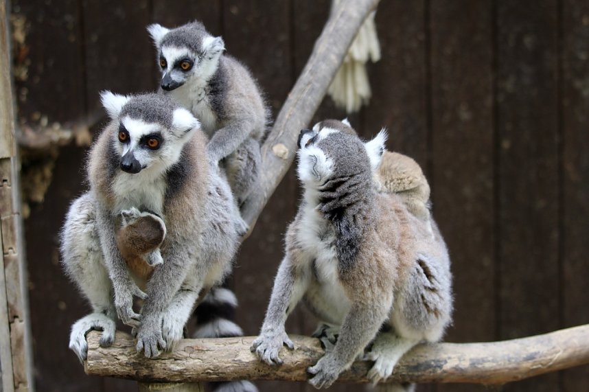 Besuch im Affenpark in Strau&szlig;berg (Th&uuml;ringen)
