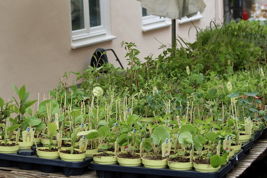 Das "Gr&uuml;ne Innenstadtfest" von Bad Langensalza 