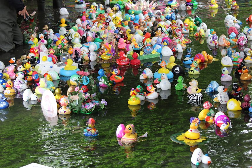 Entenrennen 2025 in Bad Langensalza 