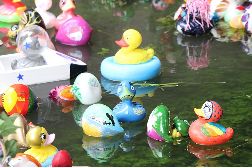 Entenrennen 2025 in Bad Langensalza 