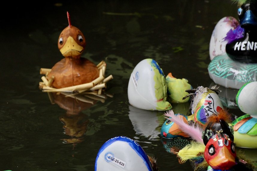 Entenrennen 2025 in Bad Langensalza 