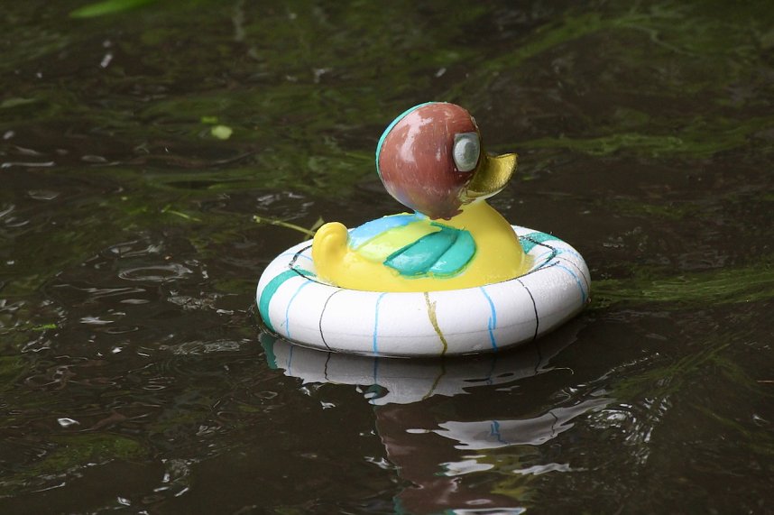 Entenrennen 2025 in Bad Langensalza 