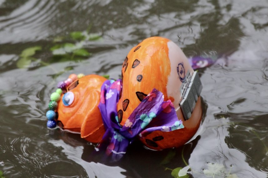 Entenrennen 2025 in Bad Langensalza 