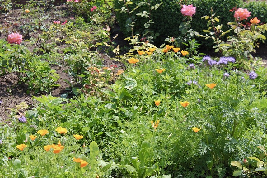 Rosenpracht in Rosengarten in Bad Langensalza