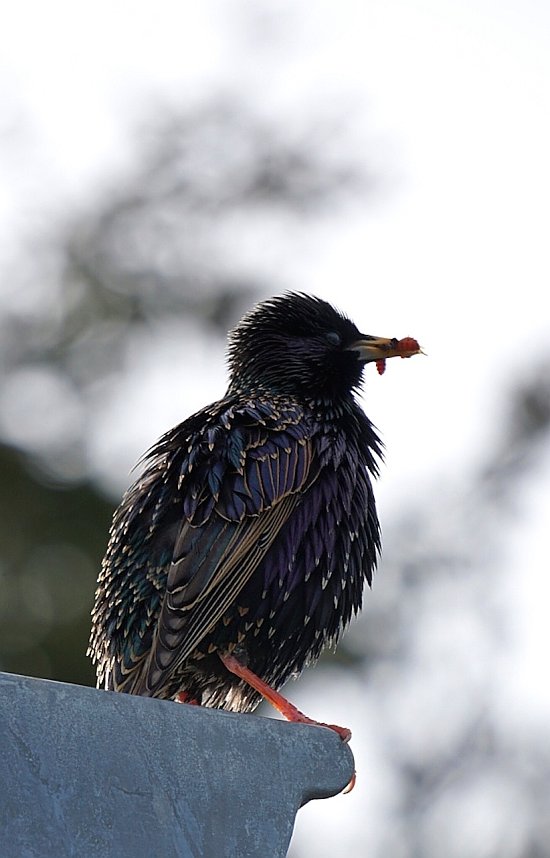Wundersch&ouml;ne Tierwelt