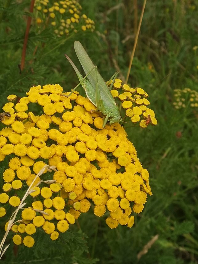 Wundersch&ouml;ne Tierwelt