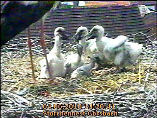 Neues aus dem Storchennest