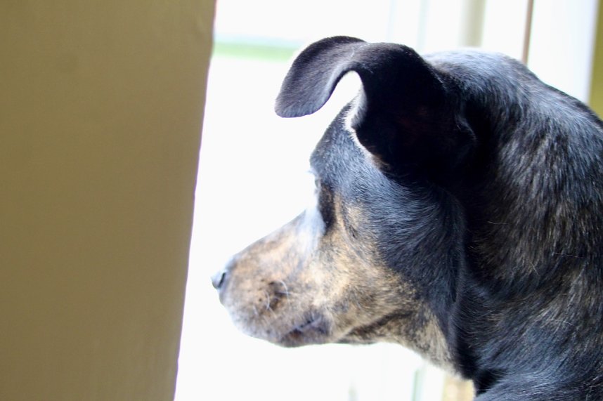 Redaktionsh&uuml;ndin Anouk staunt &uuml;ber die gro&szlig;e Weihnachtsbaumschm&uuml;ck-Aktion auf dem T&ouml;pfermarkt in Bad Langensalza