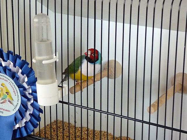 Vogelausstellung in Sondershausen