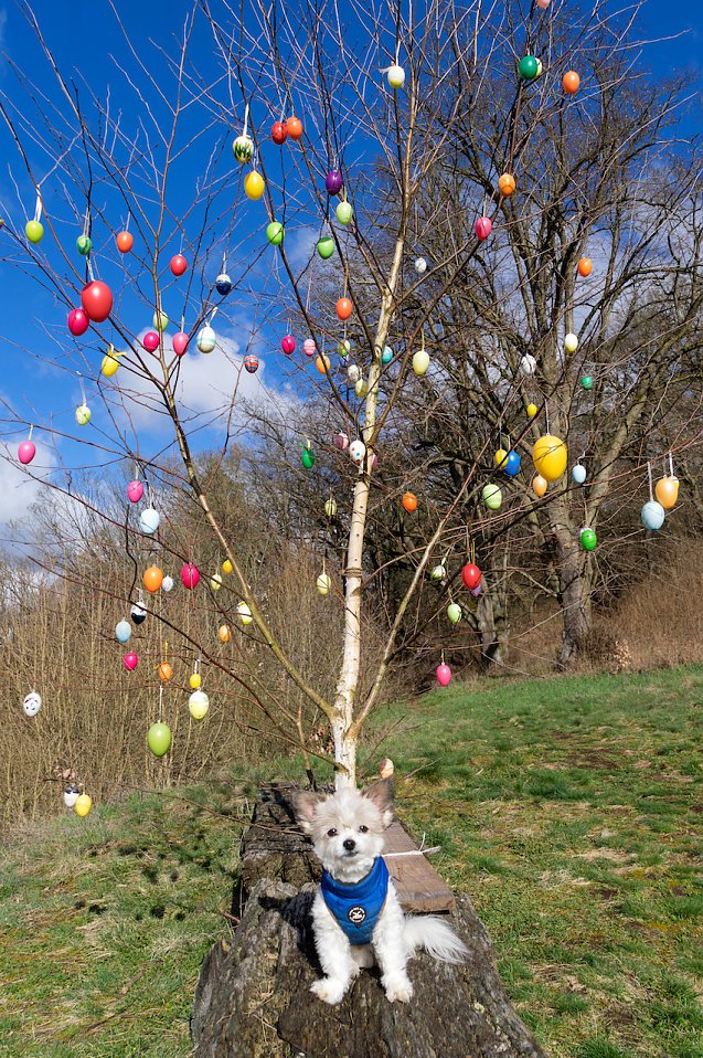 Bild: Chihuahua-Mischling Spike